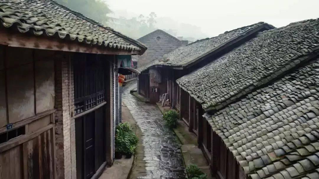 寻找奈良树花